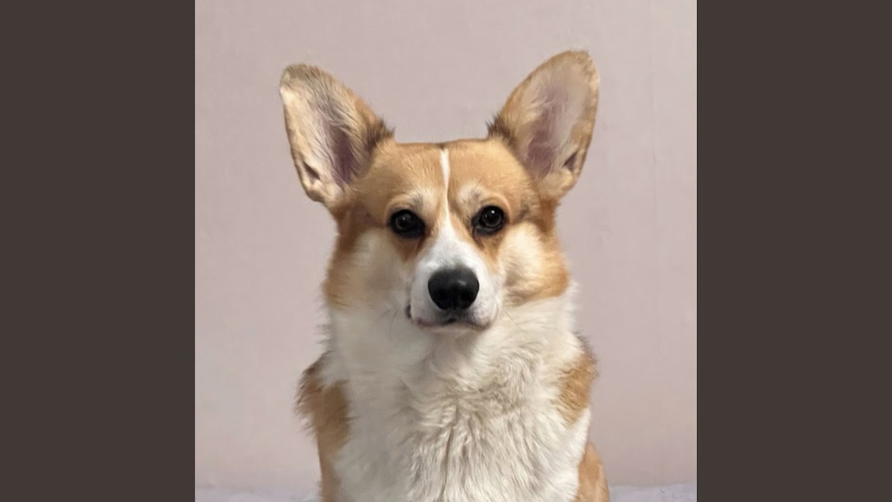 Corgi Love