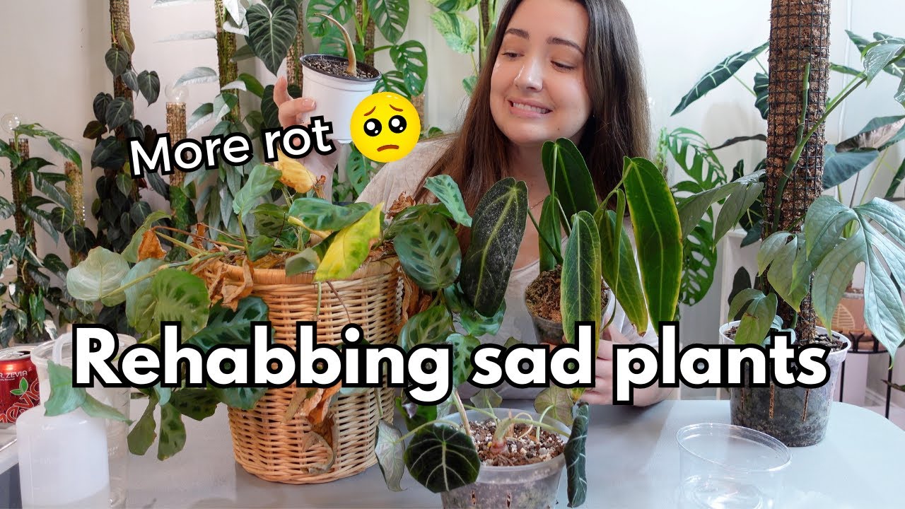 Rehab some SAD plants with me! Relax and Repot 🫶
