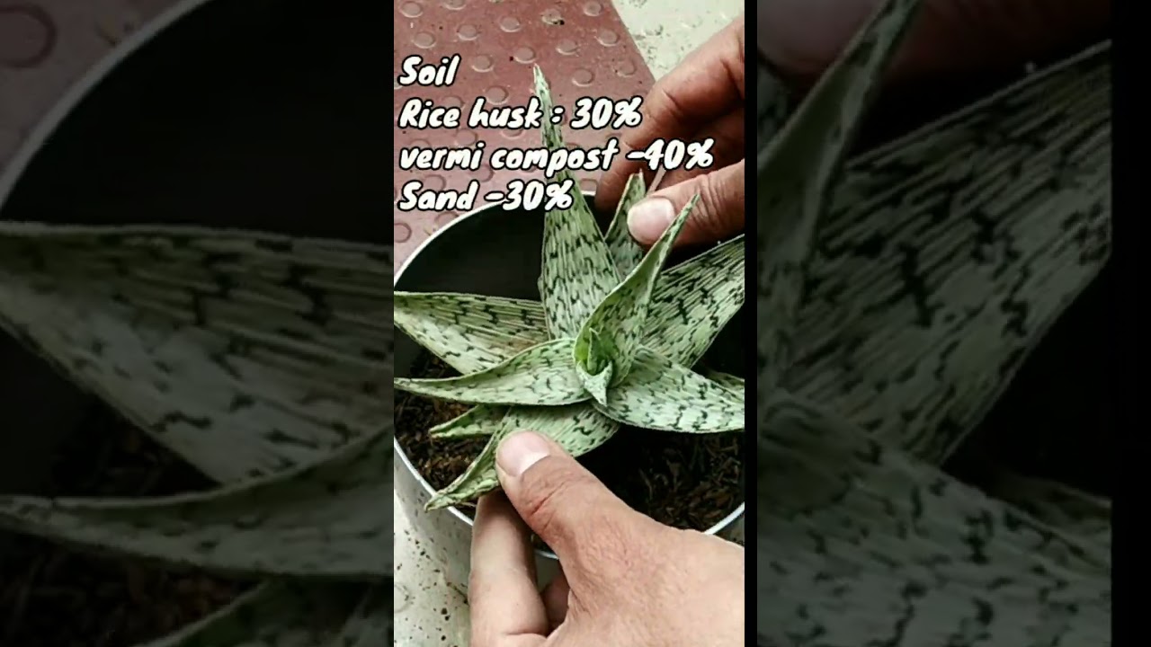 How to grow howarthia succulent #shorts 😍🤩🤣