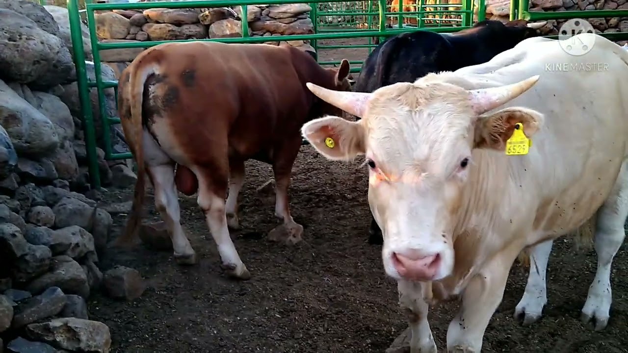 ENGORDA CON SILO