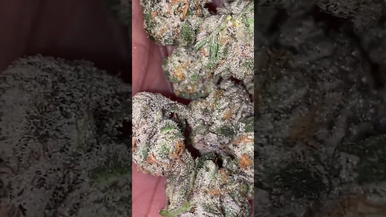 NYC grown envy Genetics 🧬