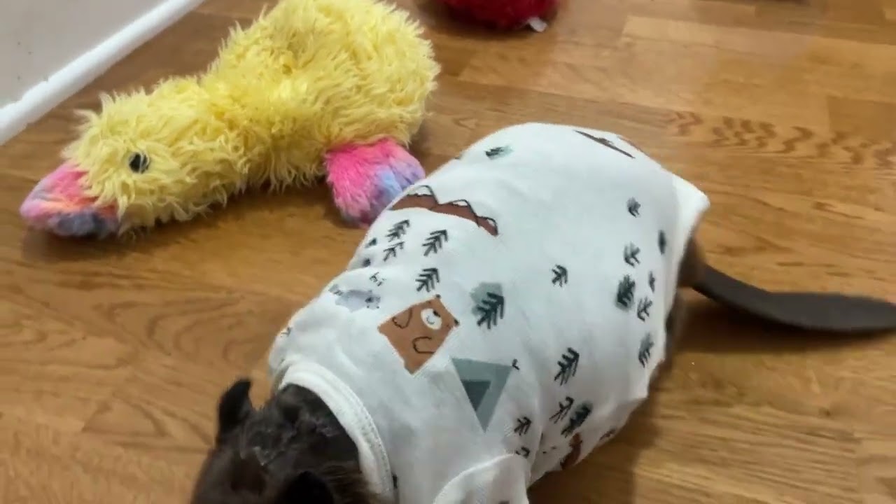 Tulip healing from her skin infection