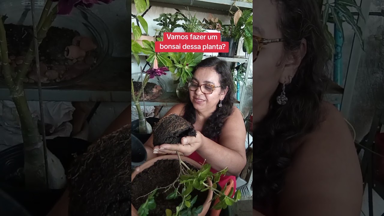 Bonsai, como fazer? #bonsai #dicas #plants #flores #natureza #horta #plants
