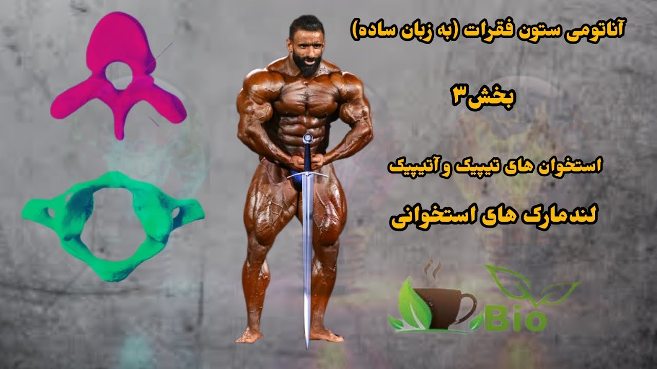 استخوان،ستون فقرات بخش ۳،استخوان تیپیک،آتیپیک،لندمارک استخوانی، (به زبان ساده)