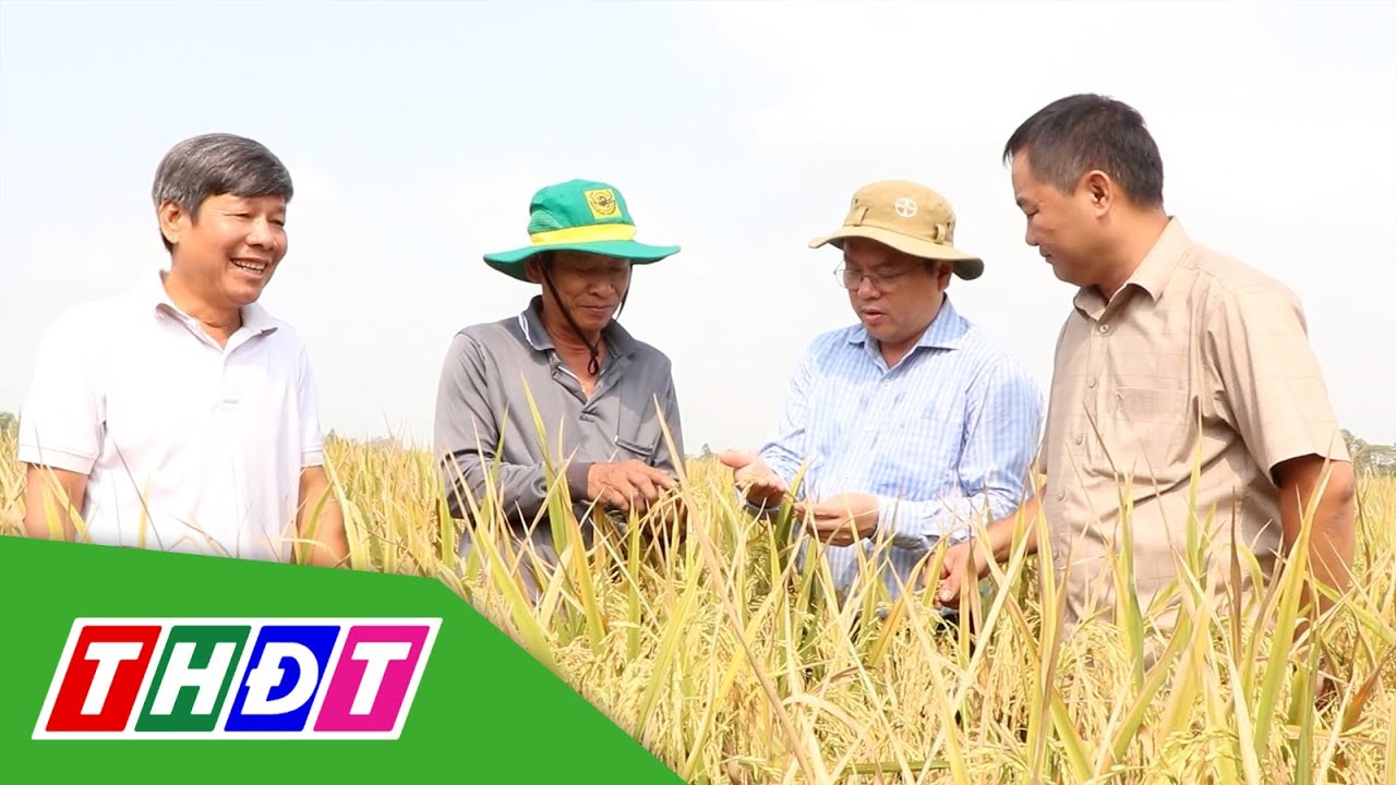 Mỹ Thọ phấn khởi canh tác lúa chất lượng cao, phát thải thấp