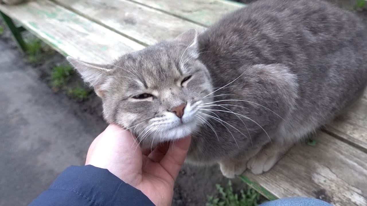 Very kind cats meow and purr