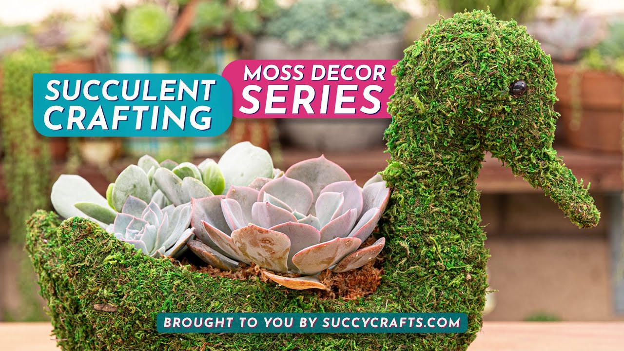Succulent Craft Kit Guide: Succulent Swan