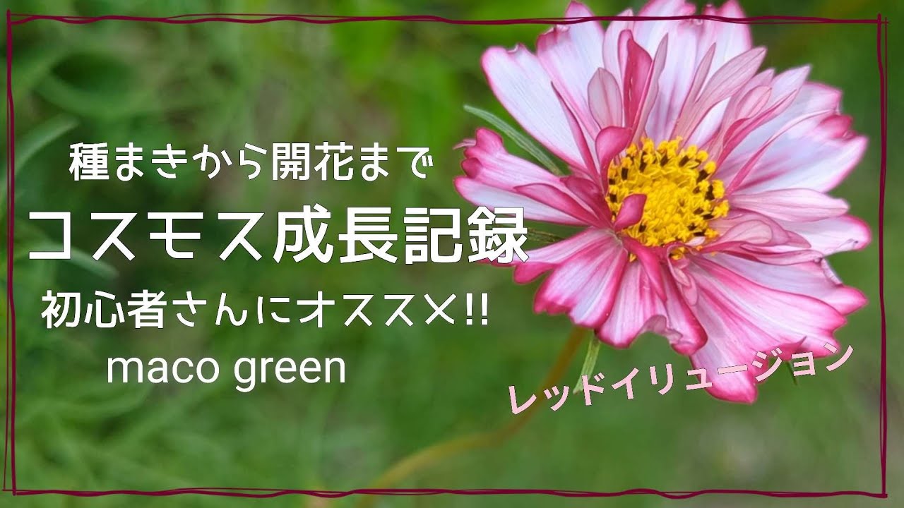 【成長記録】コスモス 種から育てました♪育てやすくてオススメです✨
