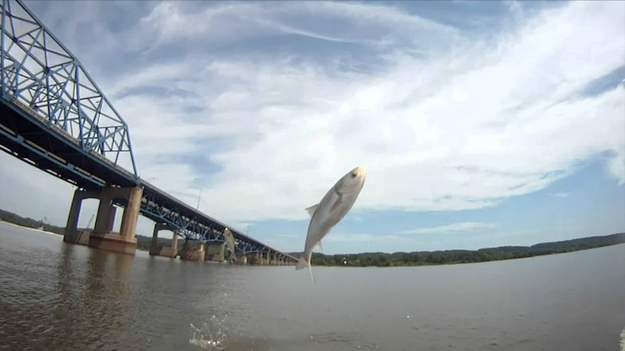 Kill of the Week: Boomerang vs. Asian Carp