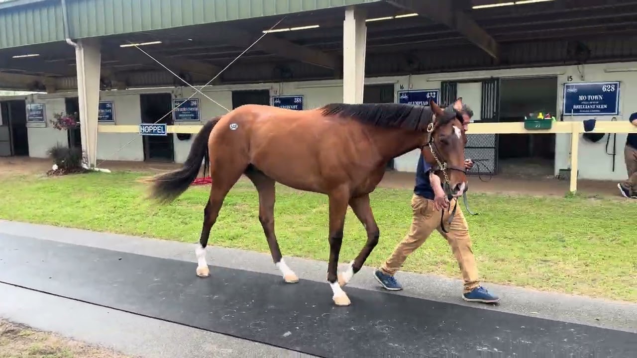 WPT Back at the Barn:  Gorgeous Oscar Performance - Anthropology, by Karakontie colt…OBS March ‘26