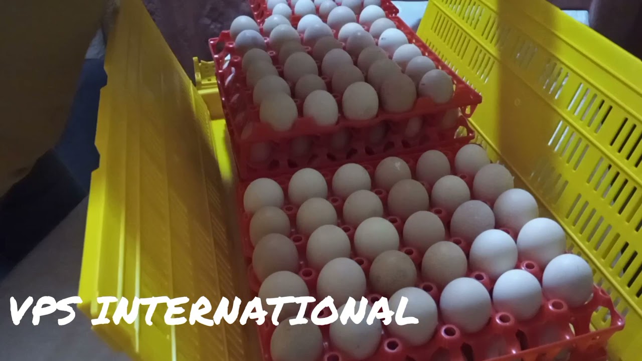 Comment transporter les oeufs avec un panier de 240 oeufs