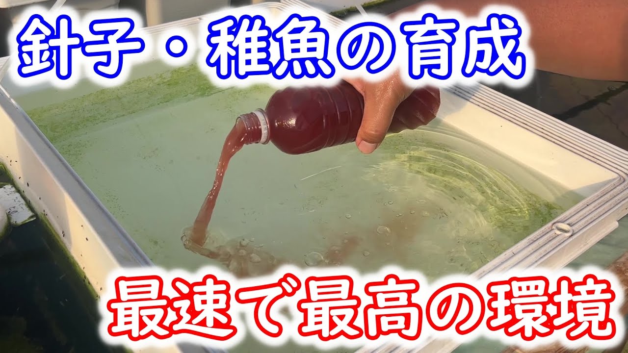 【めだか】針子・稚魚の生存率を上げる。最速で環境を整える。Ｂ型おやじ