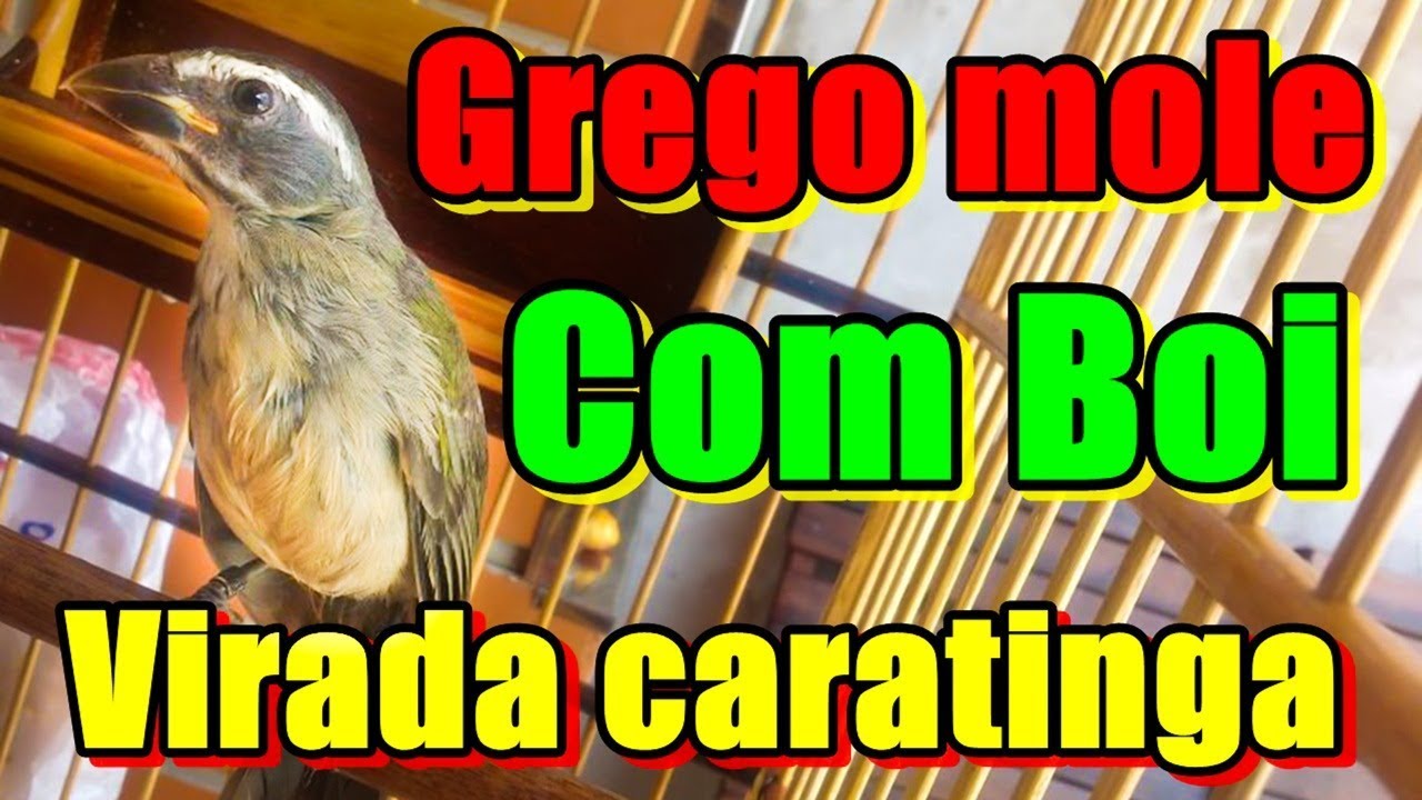 Trinca ferro mestiço ( grego mole com boi virada Caratinga) para ensinar machos!