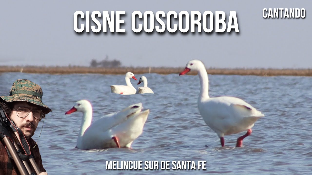 Cisne coscoroba SONIDO 4K (Coscoroba coscoroba) Capororoca, Coscoroba Swan