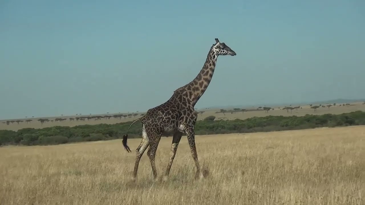 AFRICA part 2 SonyCam