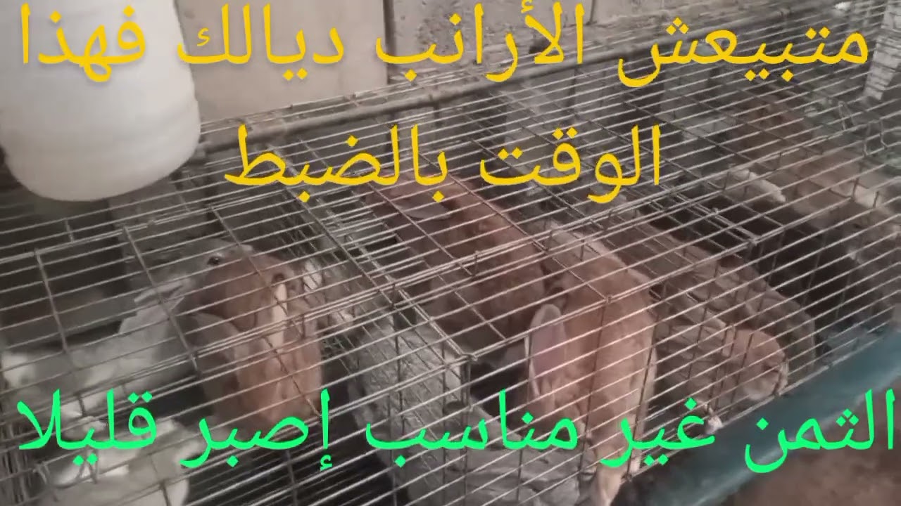 أرانب الميترو متبيعش الأرانب ديالك فهذا الوقت بالخصوص الإناث الثمن ضعيف