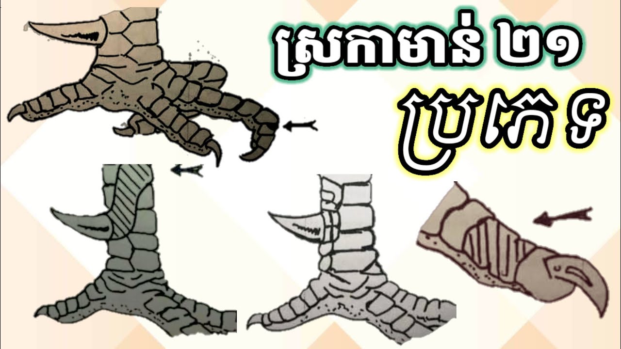 អាថ៍កំបាំង ស្រកាមាន់ទាំង២១ ប្រភេទ[ KR.CHICKEN ].