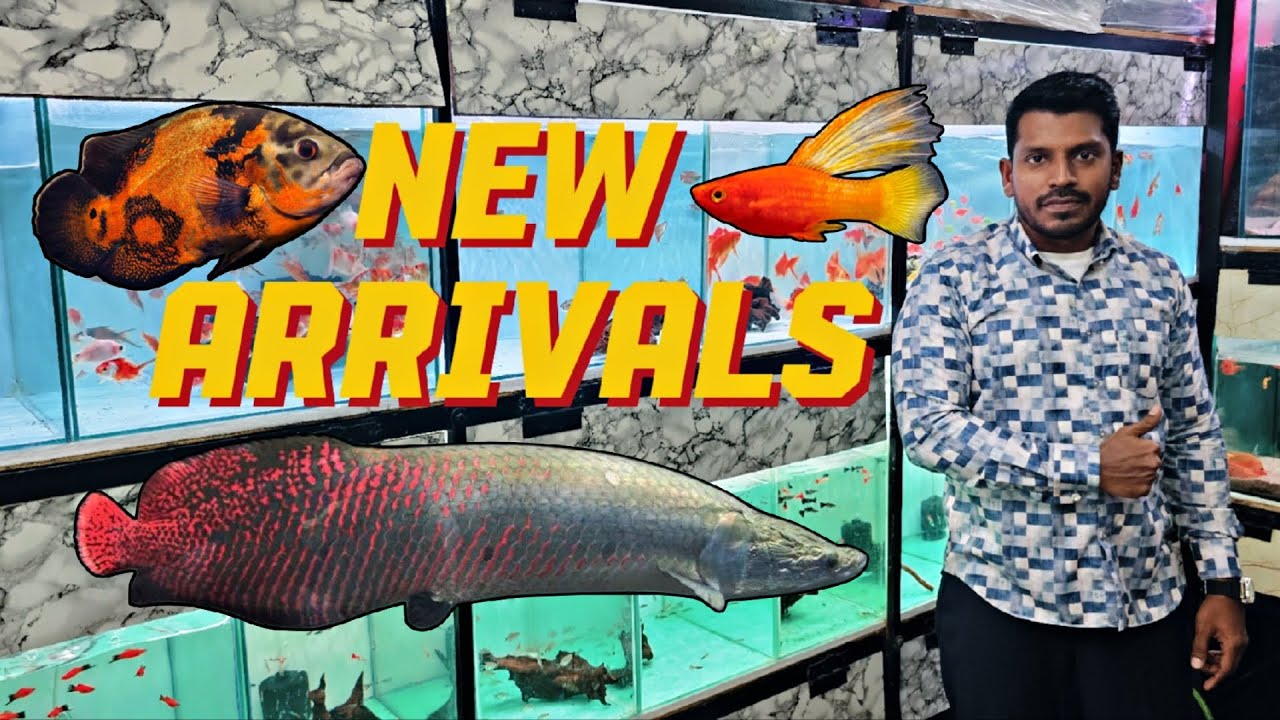 New Fish Stock Arrivals Fish🐟 🐠 | Arapaima🐉| Peacock Bass Varieties | Exotic Fish's | Bangalore |