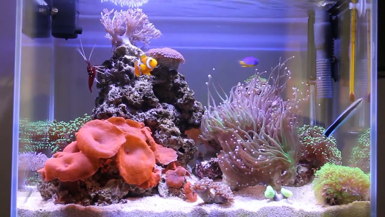 Acquario marino Nanoreef 21 litri, 10 minuti di Relax