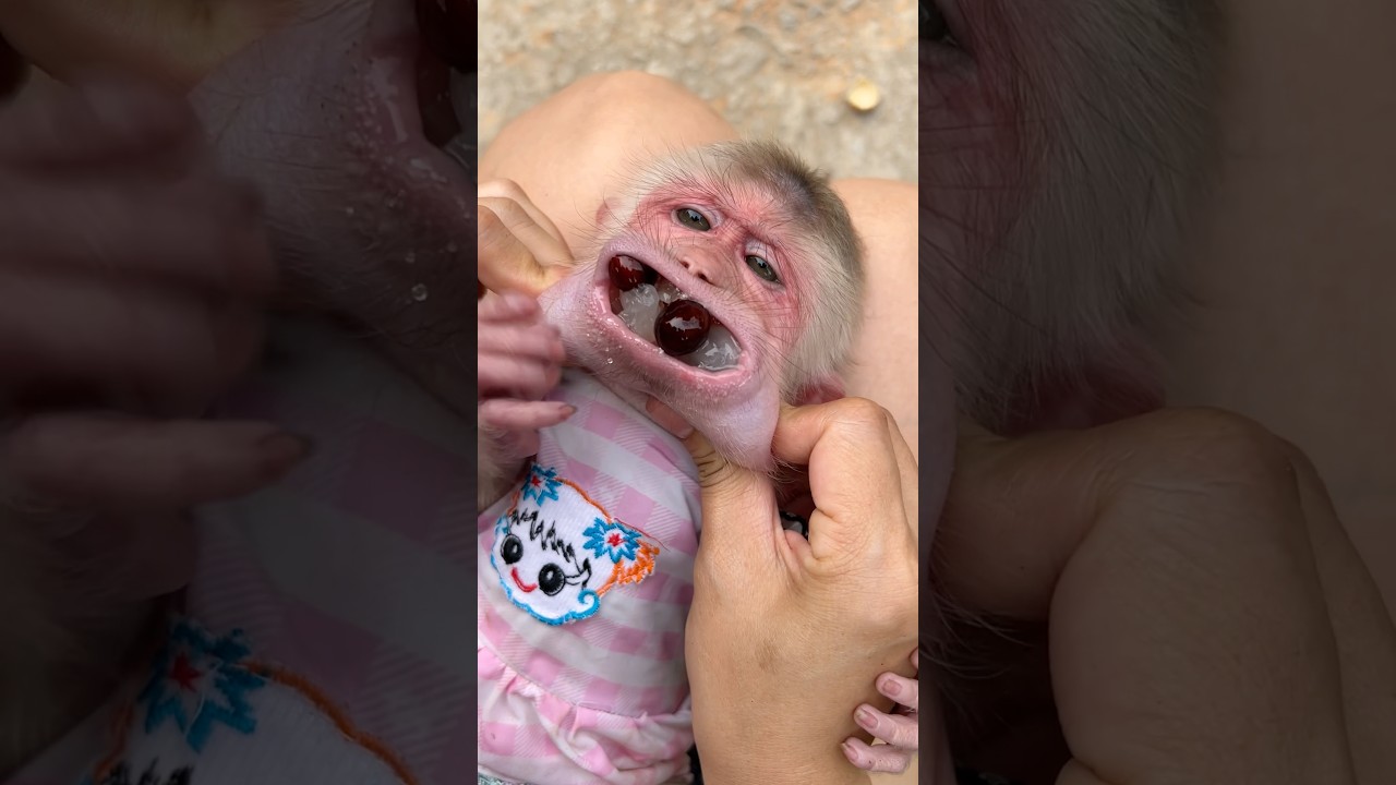 Even as the baby monkey grows up, the mother continues to protect and care for it.#mokey