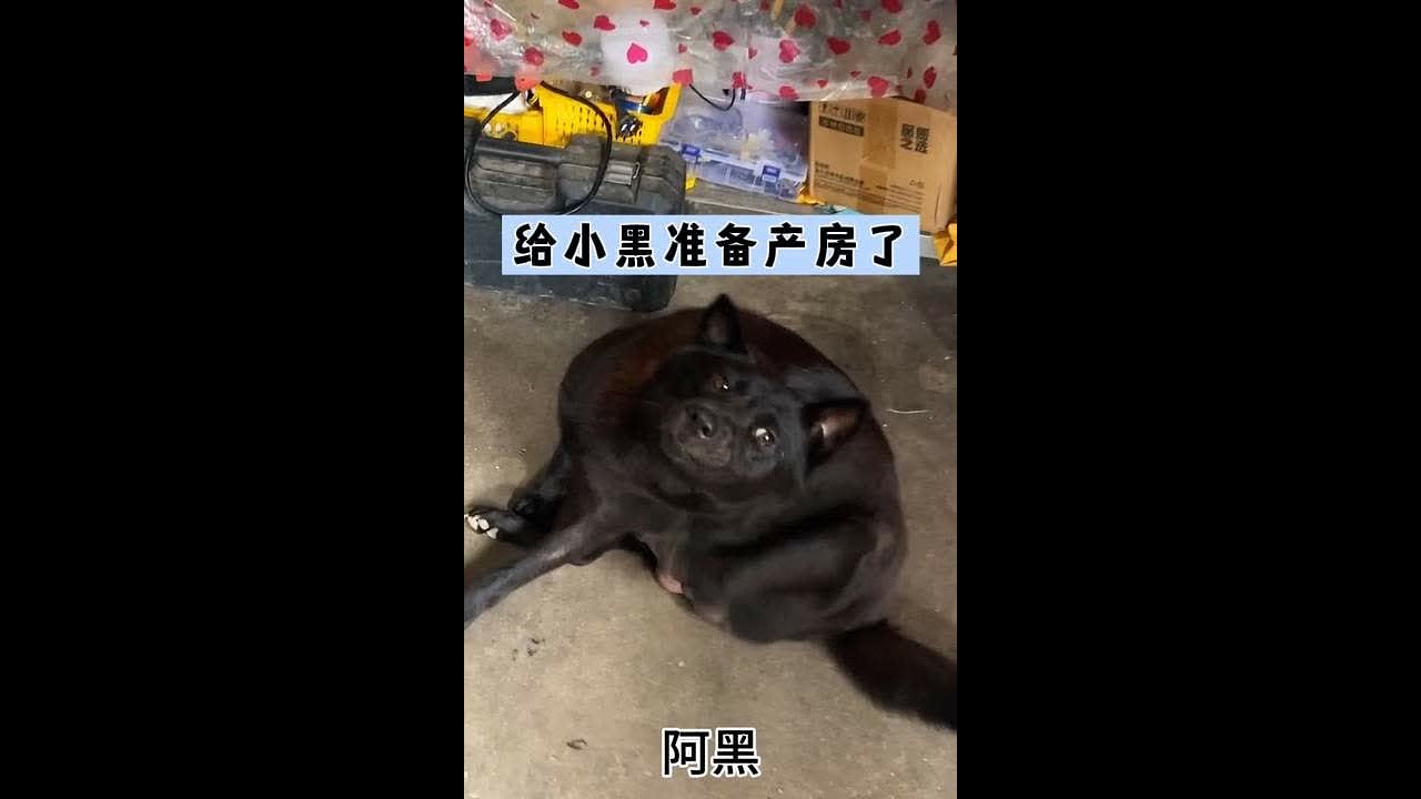 给小黑准备产房了#猫狗cp #猫狗双全 #动物的迷惑行为