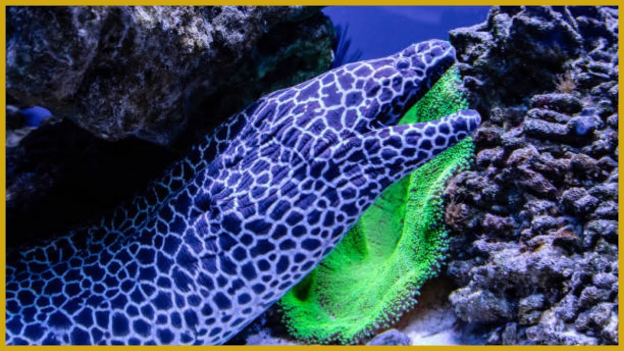 The Powerful Predator of Indo-Pacific Reefs