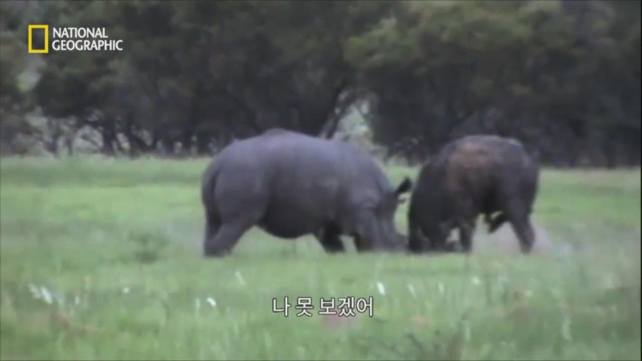영역침범의 대가, 코뿔소 vs 물소