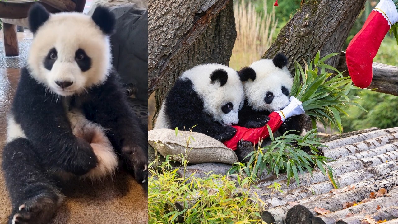 Панды едят весь день?! 🐼🎄 Праздничный перекус от Лени и Лотти