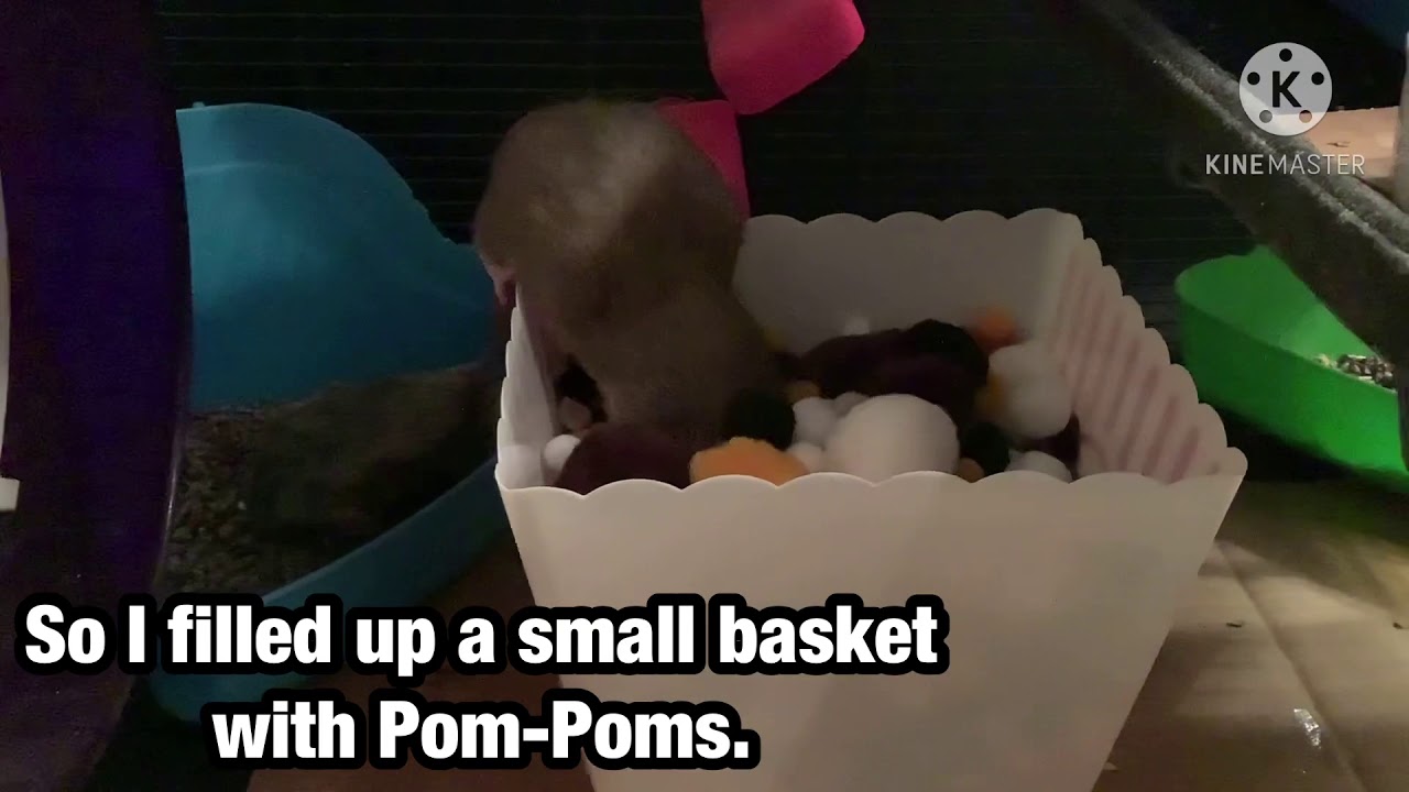 The Rats Play in Pom-Poms!