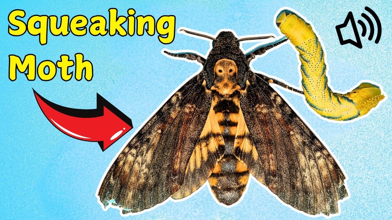 Squeaking Moth Complete Lifecycle { Deaths Head Hawk Moth }