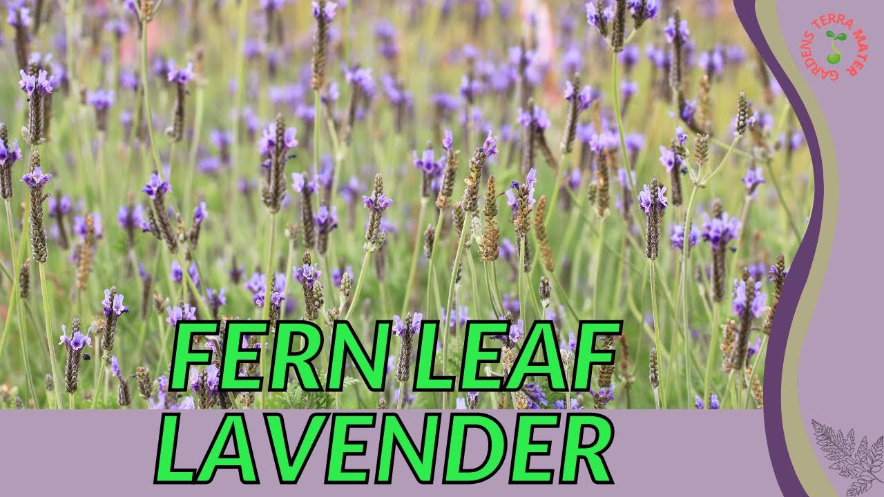 FERN LEAF LAVENDER Information, Description and More! (Lavandula multifida)