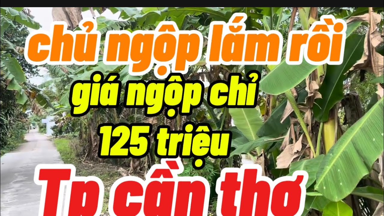 chủ ngộp ngân hàng bán gấp vườn mít giá 1000m2 chỉ 120 triệu xã thới lai Tp Cần thơ 