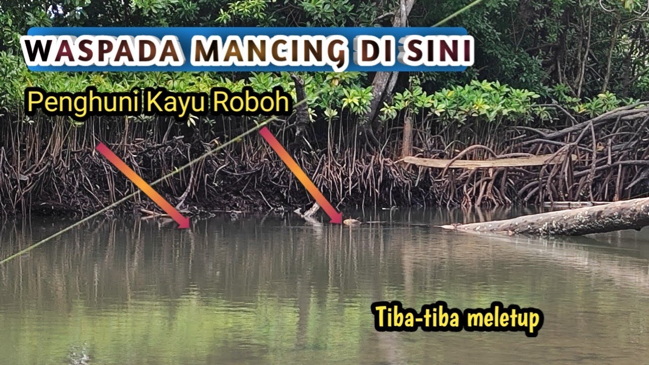 NGERIIIII !! AKAR BAKAU, Surga Tersembunyi Bagi Pemancing 😍😍 