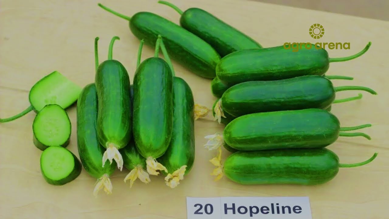 IIssiqxonada bodring 🥒🥒etishtirish agrotexnikasi      1-qism