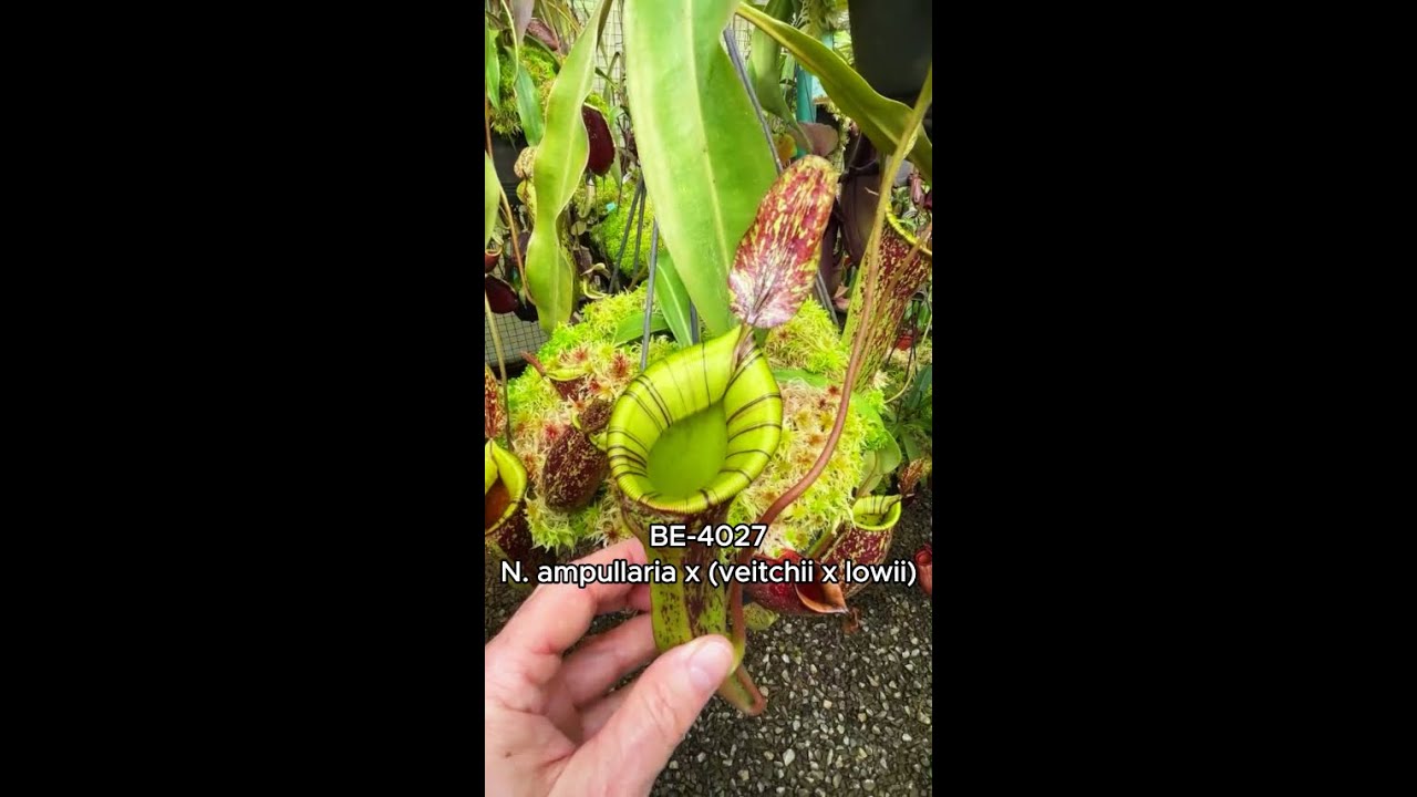 Spotlight on N. ampullaria x (veitchii x lowii) | BE-4027