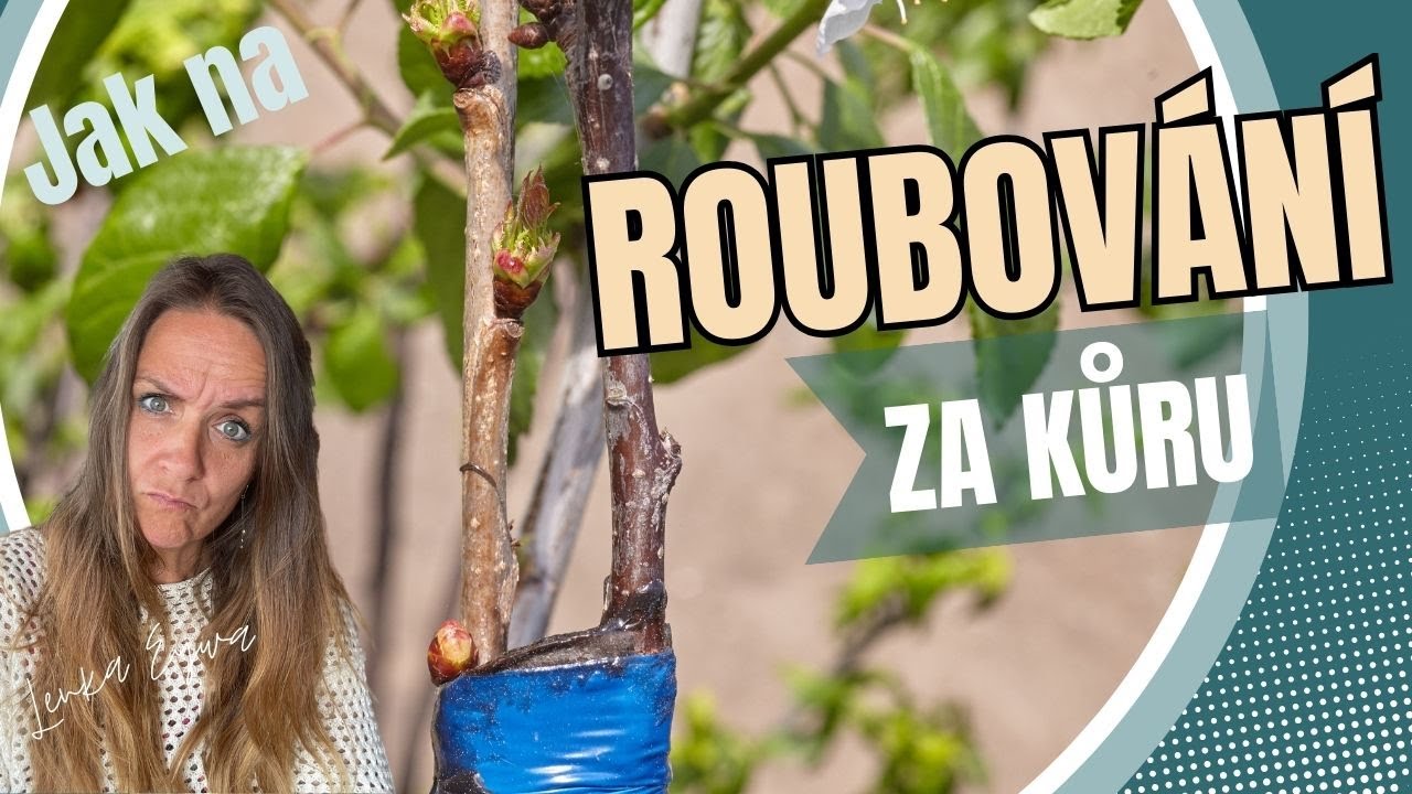 Roubování za kůru