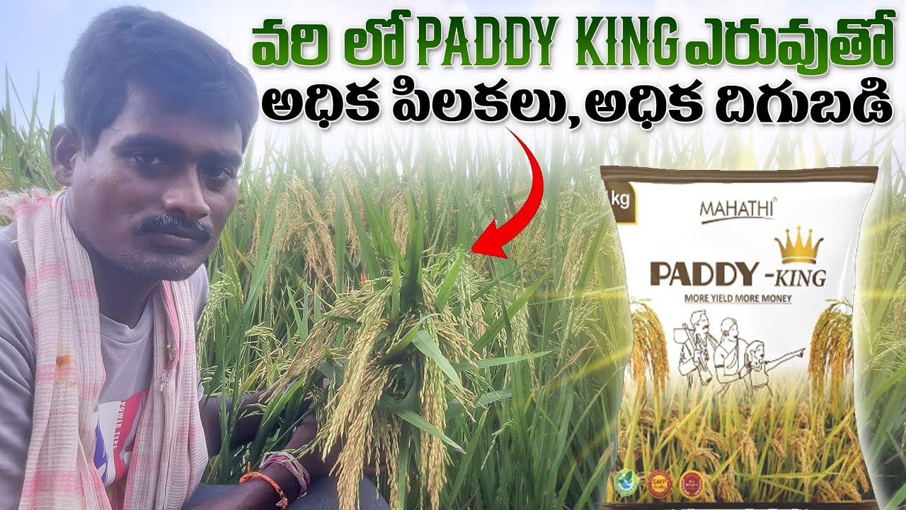 Paddy King Fertilizer | Fertilizers In Paddy | paddy Fertiligers | వరిలో  ఎరువులు |