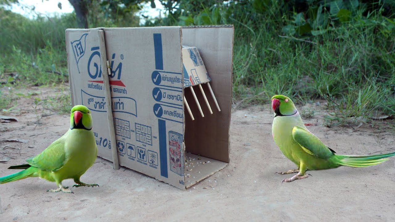 Creative Simple Unique Bird Trap - Easy Parrot Trap Using Cardboard Box