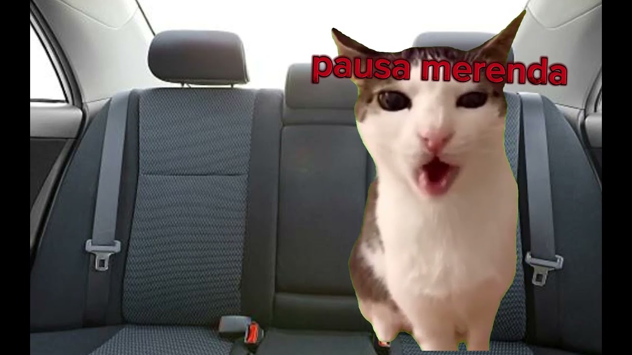 Una normale o forse anormale gita a Roma con i meme dei gatti