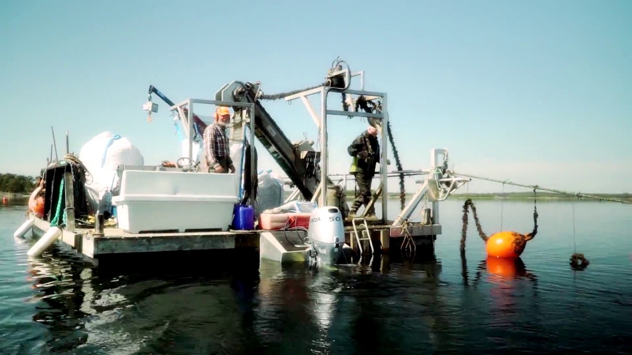 Musselodling i S:t Annas skärgård