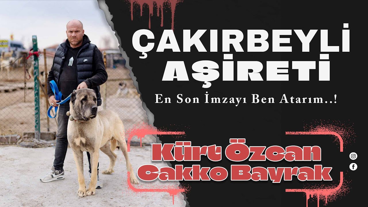 TÜRKİYENİN KUSURSUZ KÖPEK SOYLARI | ŞAMPİYON ÇAKIRBEYLİ VE VELİAHTLARI | KÜRT ÖZCAN & CAKKO BAYRAK