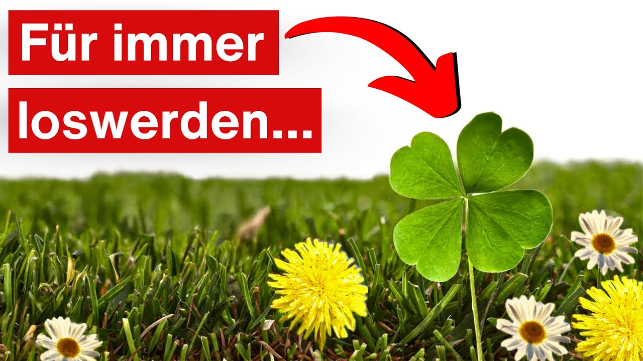 Unkraut im Rasen entfernen | So entfernst du Klee und Löwenzahn aus dem Rasen! | Turbogrün