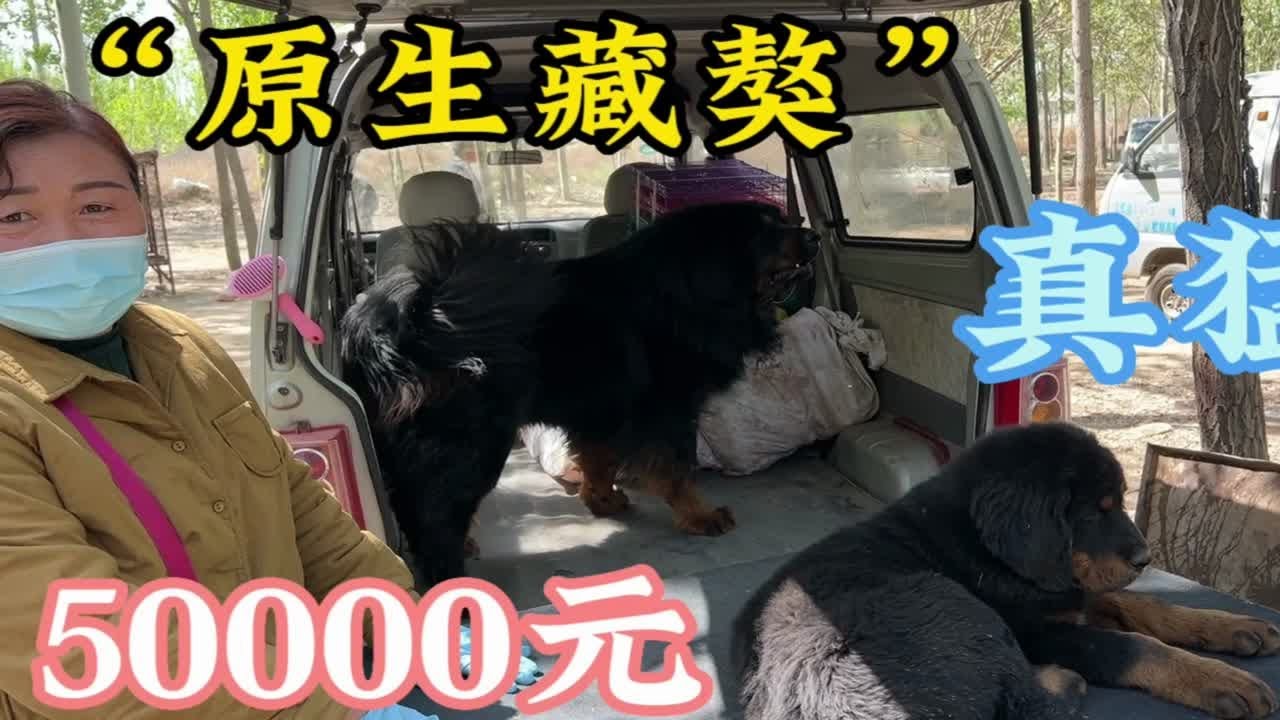 大姐说她这条&ldquo;藏獒&rdquo;值100万，来到狗市却只卖5万，为啥没人买？