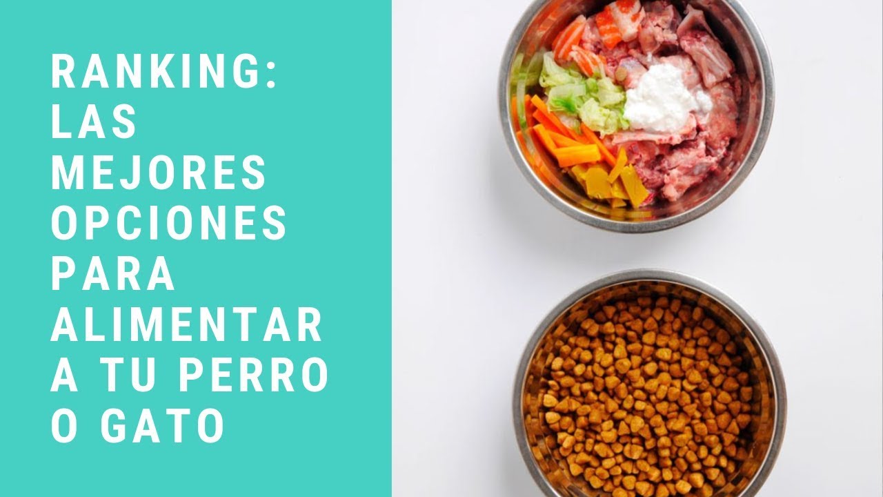 Ranking de los mejores alimentos para perros y gatos