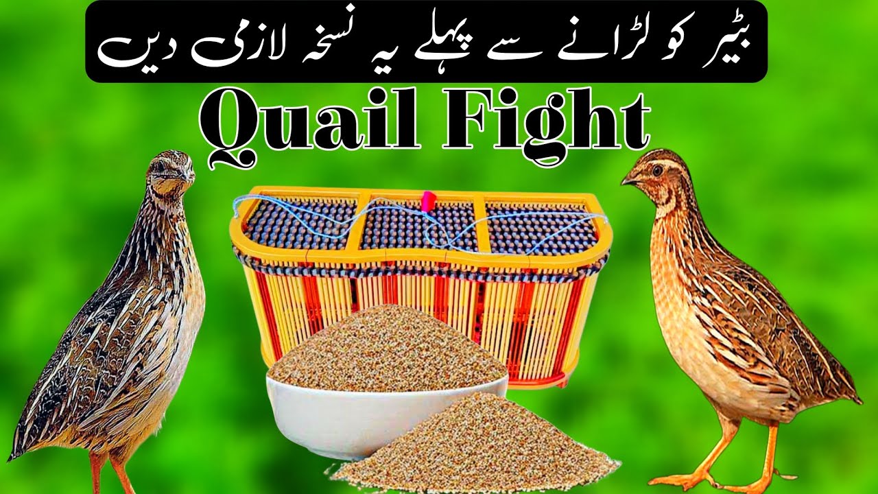 Quail Fighting | Batair Nuskha