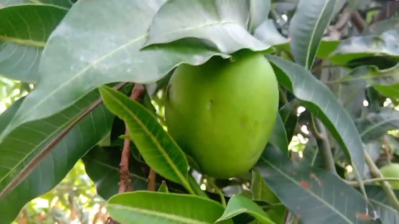 Royal special Punasa Mangos