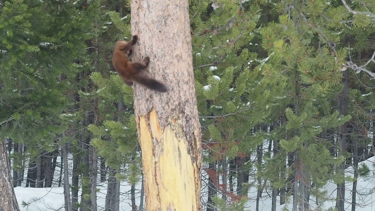 Pine Marten Chases Red Squirrel || ViralHog