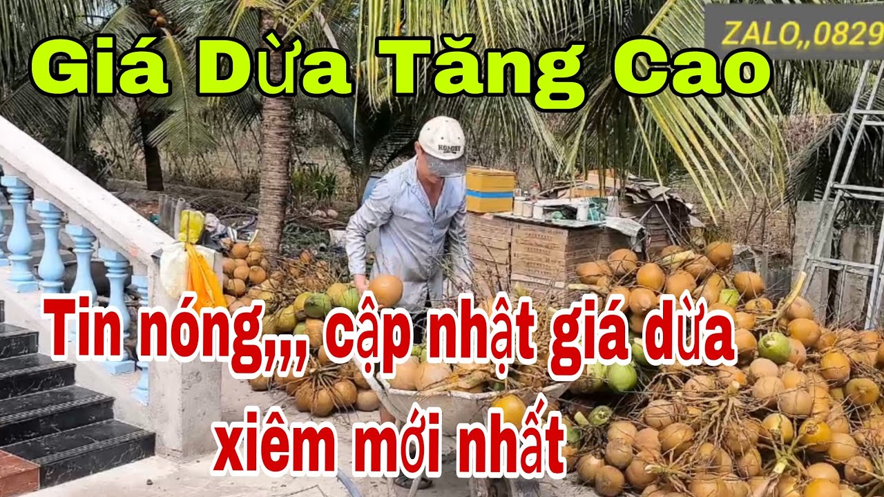 Cập nhật giá dừa mới nhất,, tin vui,tin vui giá dừa tăng cao rồi bà con ơi 