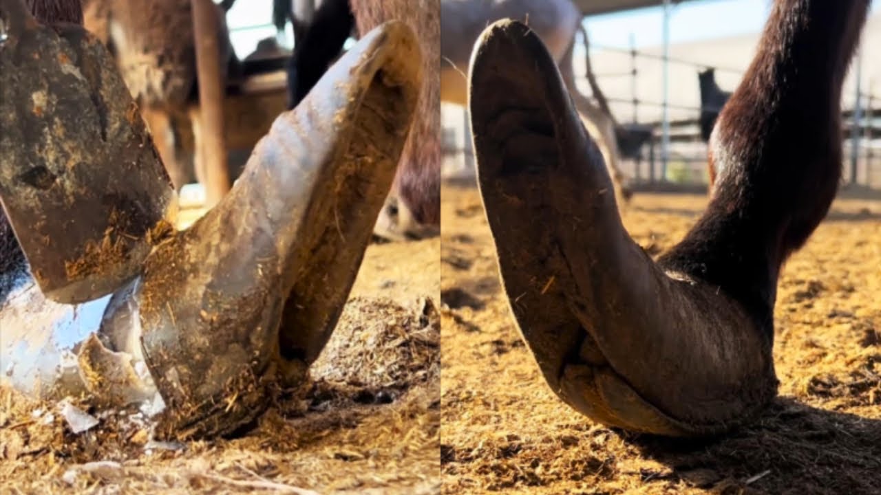 從未見過！怪蹄子再出現！毛驢七年未修驢蹄，竟起翹「飛天」！主人尋來手藝人為其做“美甲護理”