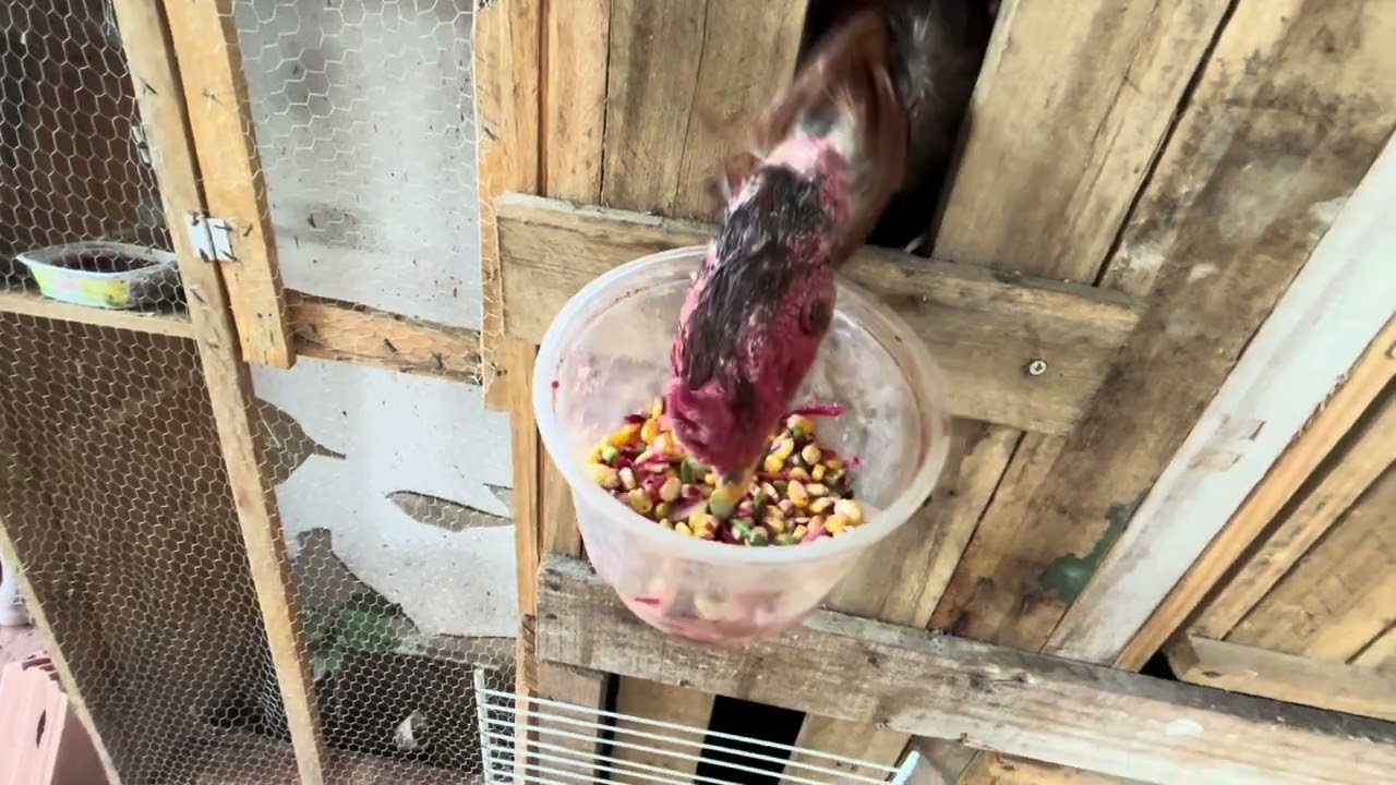 ALIMENTAÇÃO BALANCEADA SEM GASTAR MUITO! 